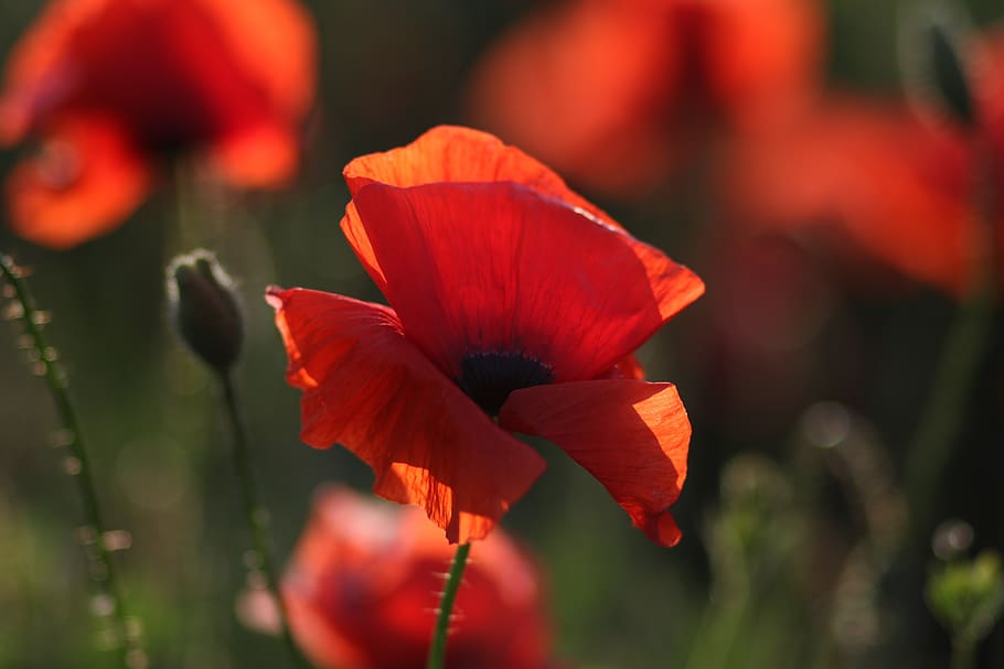 poppies, red, plain, flower, nature, flowering plant, fragility HD wallpaper