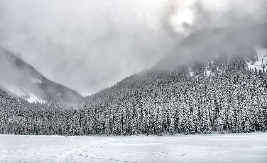 Trees Covered With Snow, clouds, cloudy, cold, conifers, fir trees HD wallpaper