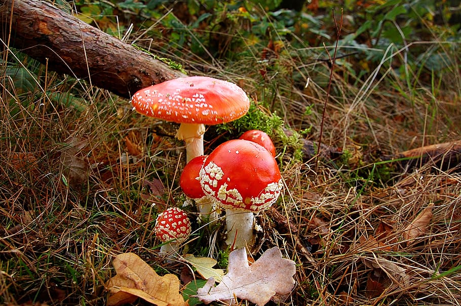fly agaric, forest, nature, toxic, red, mushroom, autumn, moss, HD wallpaper
