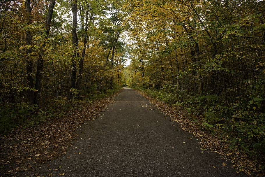 road, corridor, trees, foilage, leaves, nature, outdoors, autumn