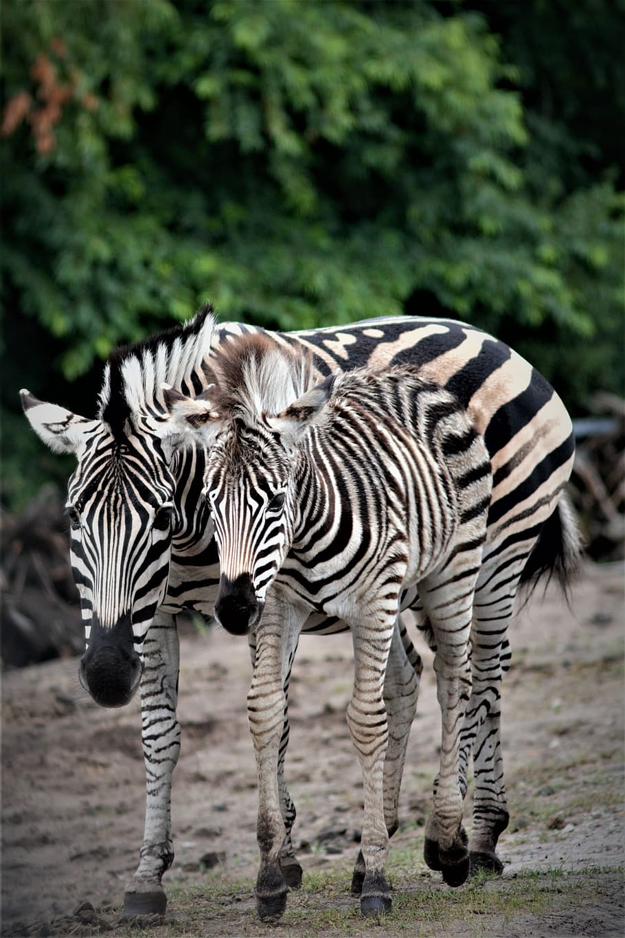 zebra, filly, mare, foal, sweet, horseshoe, mammal, animals HD wallpaper