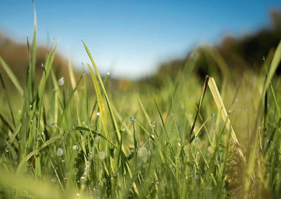 grass, green, macro, dew, drops, heaven, bokeh, nature, summer HD wallpaper