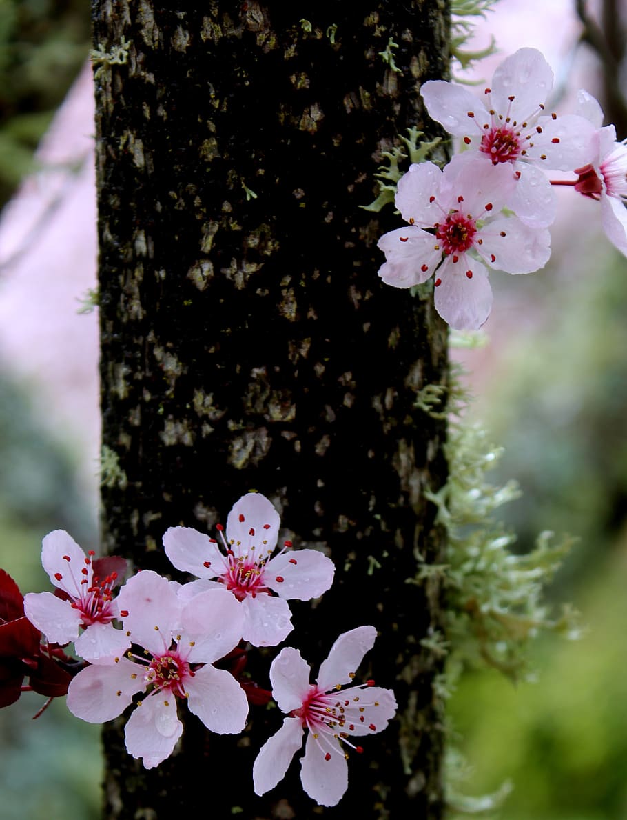 cherry, flower, branch, flora, florist, spring, petals, lichen HD wallpaper