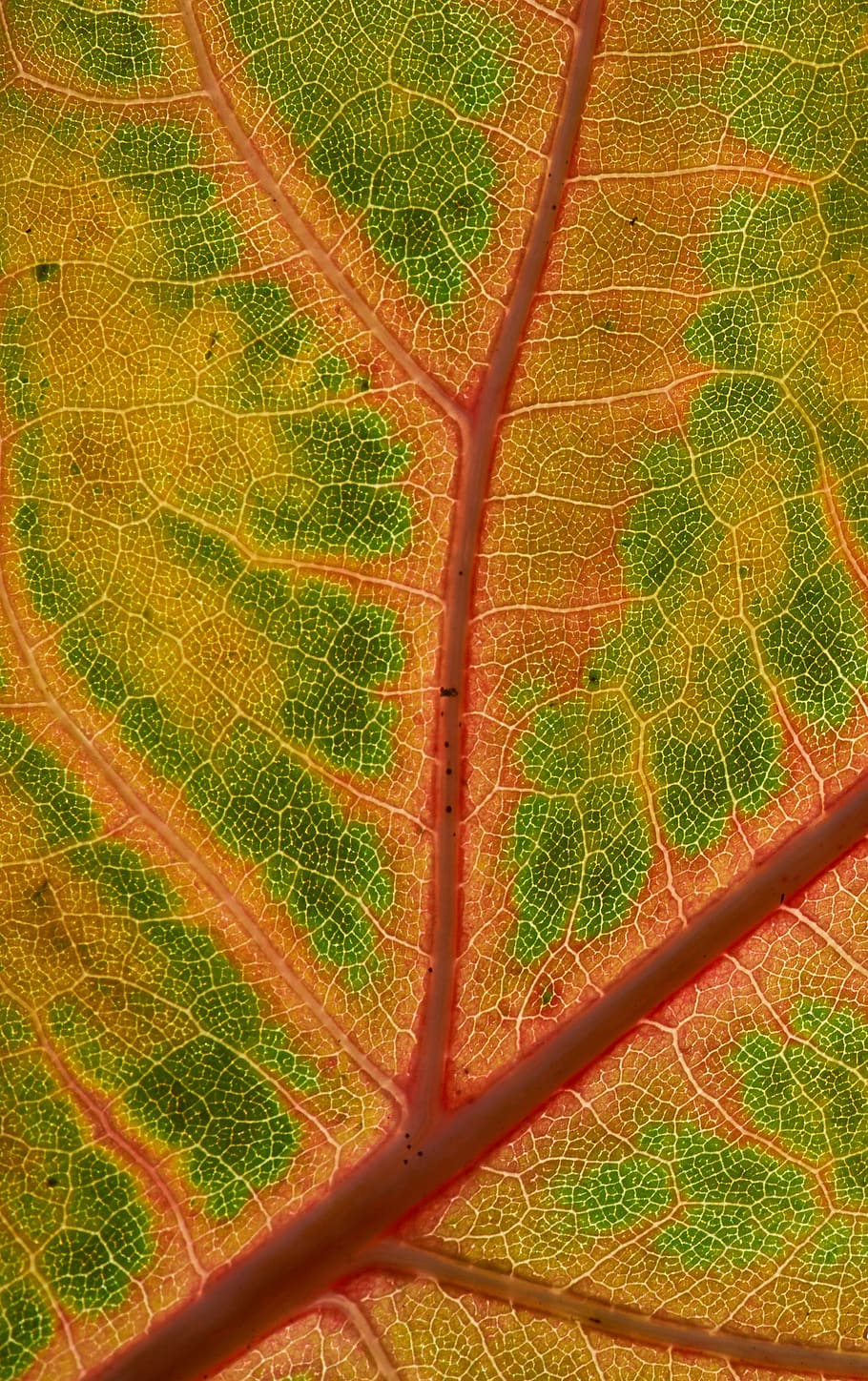 orange and green leaf, plant, full frame, backgrounds, growth HD wallpaper
