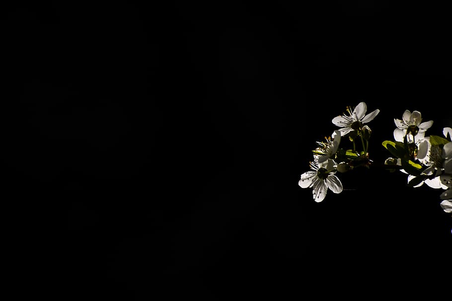 tree, bloom, branch, nature, spring, plant, flower, flowering plant HD wallpaper