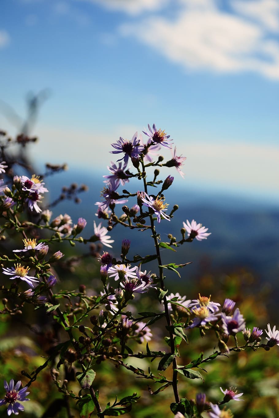 united states, devils courthouse, hikes, mountain, wildlife HD wallpaper