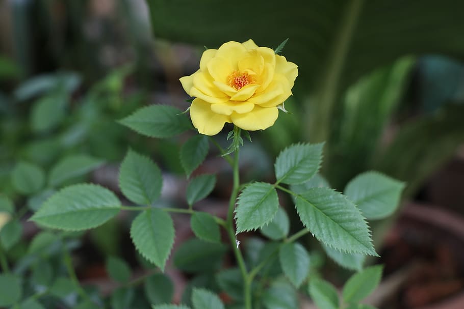 yellow rose, three, tree, plant, love, rich, one, garden, outdoor HD wallpaper