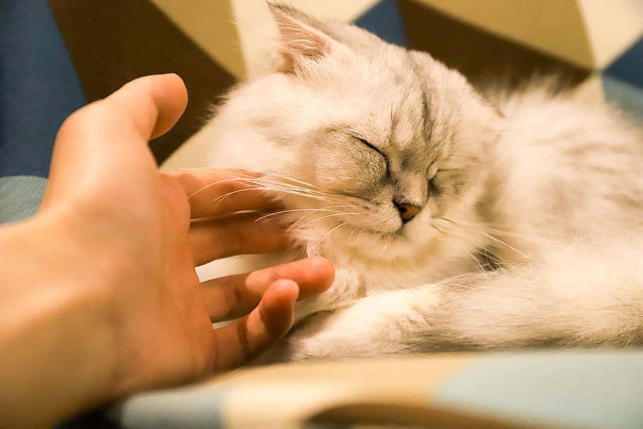 cat, beautiful, domestic, pets, mammal, human hand, domestic cat HD wallpaper
