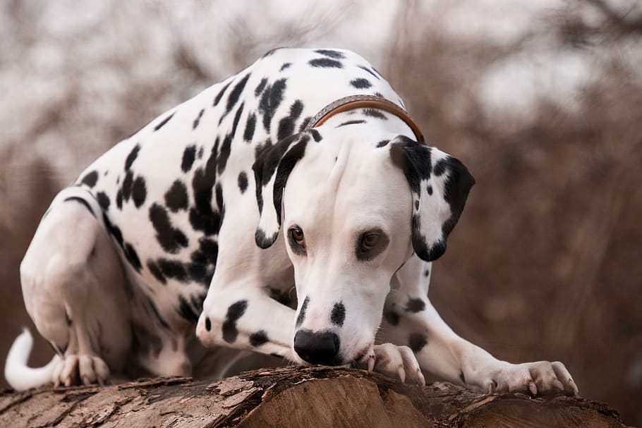 mammal, animal, nature, portrait, cute, dalmatians, tree, animal themes HD wallpaper