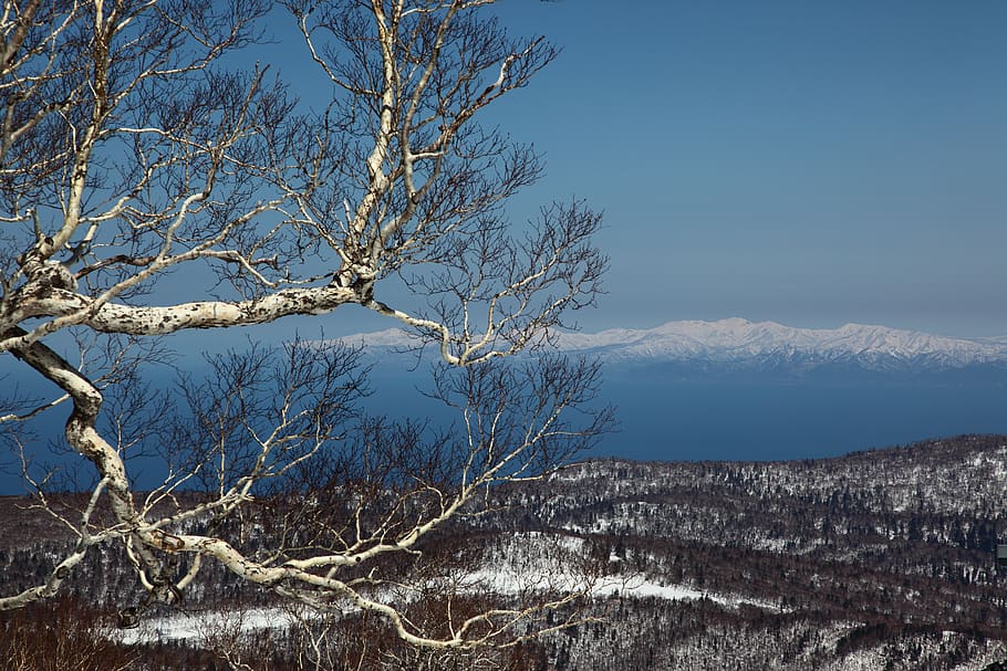 branches, tree, wilderness, nature, landscape, snow capped mountain HD wallpaper