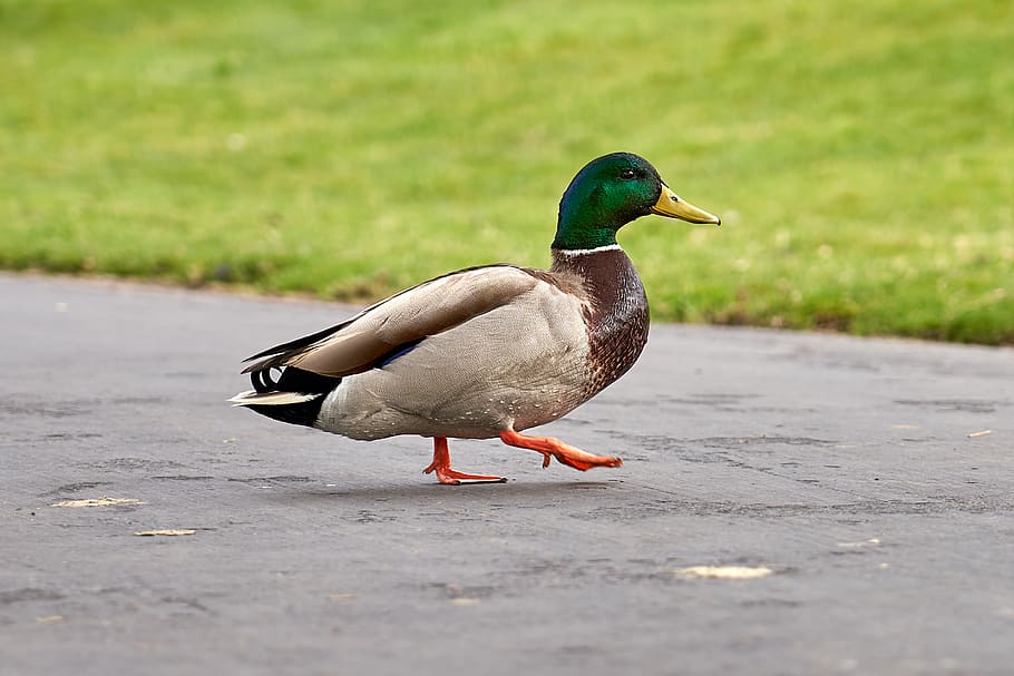 duck, trail, bird, park, vertebrate, animal themes, animals in the wild HD wallpaper