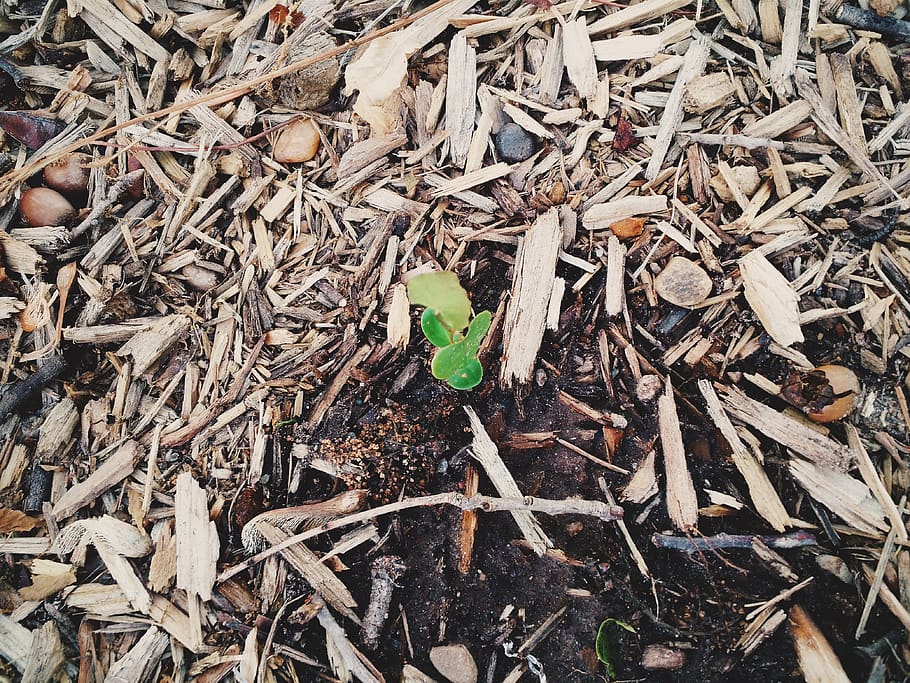 plant, alone, life, eath, tiny, green, leaf, nature, plant part HD wallpaper