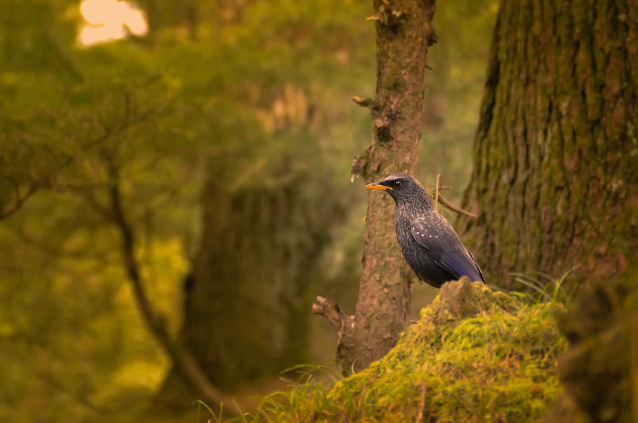 india, manali, hadimba devi temple, forest, bird, hills, king HD wallpaper