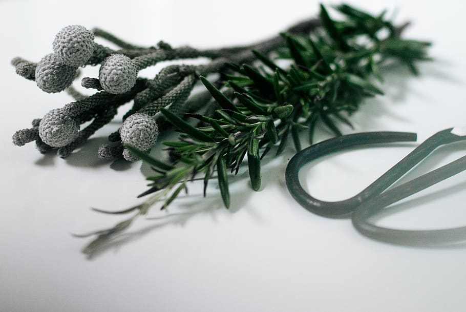 plants, rosemary, indoors, green color, close-up, studio shot HD wallpaper