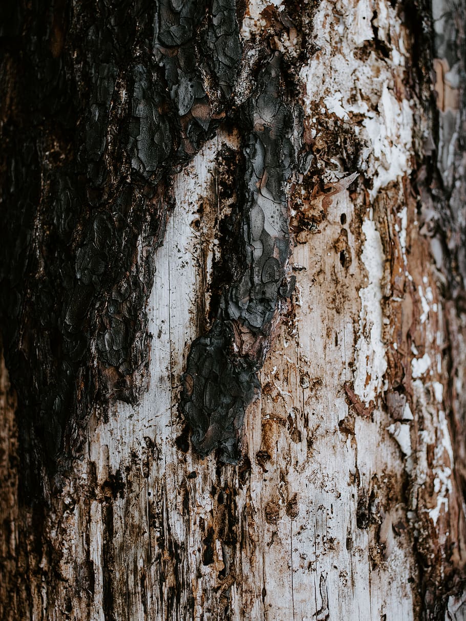 brown wooden log, tree trunk, textured, backgrounds, full frame HD wallpaper