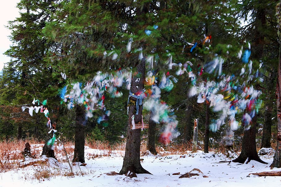 tree, snow, junk, accessories, hanging, plant, winter, cold temperature HD wallpaper