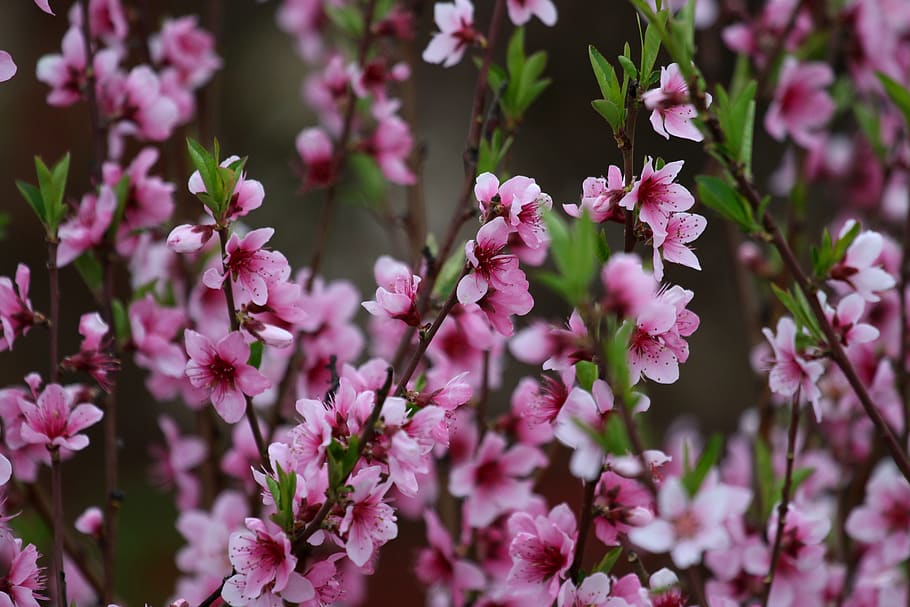 flowers, pink, casey, tree, spring, nice, blooming, flowering plant HD wallpaper