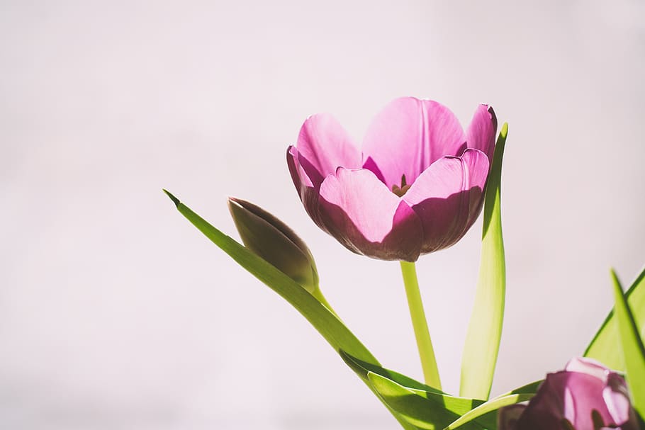 tulip, pink, dusky pink, flower, blossom, bloom, beautiful, HD wallpaper