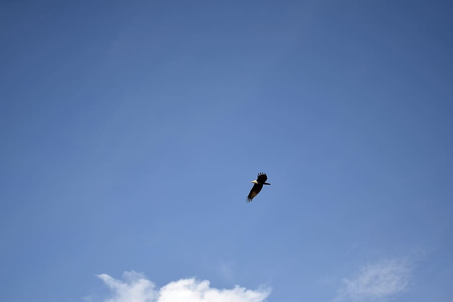 india, kumarakom, eagle, fly, kerala, sky, bird, low angle view HD wallpaper