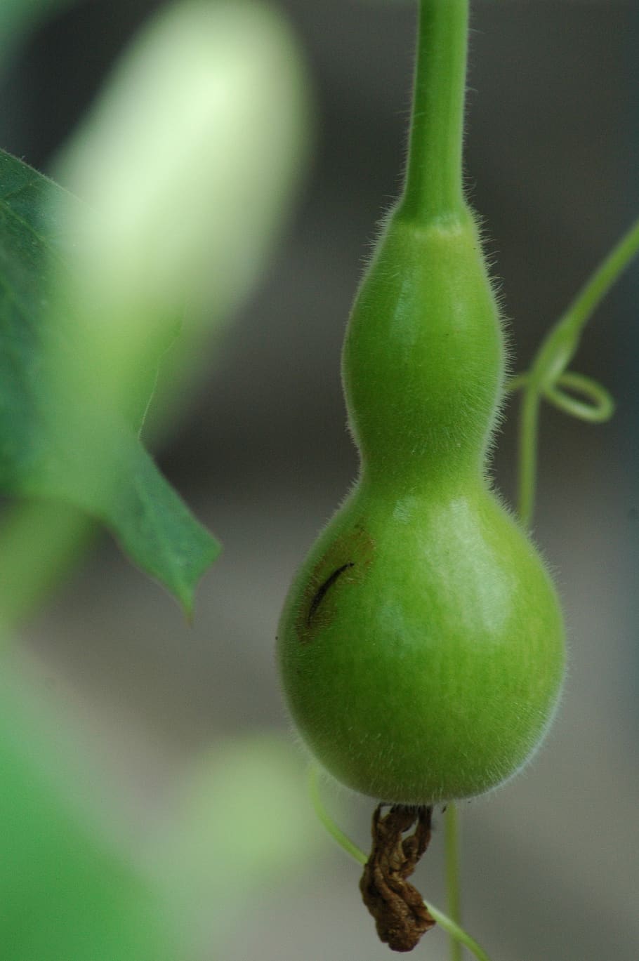 squash gourd, calebasse, green, yard, green color, close-up HD wallpaper