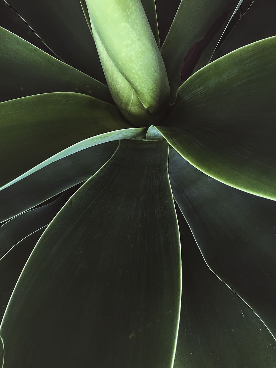 germany, hanover, plants, iphone, iphone photography, green HD wallpaper