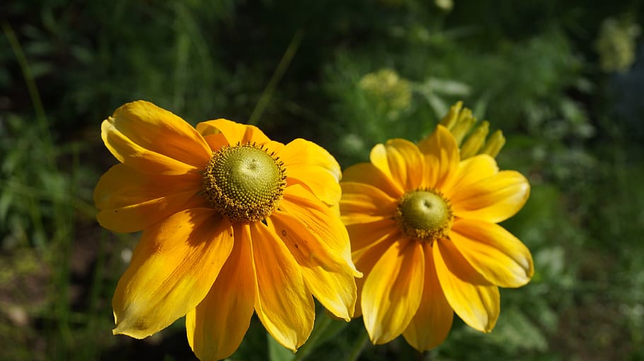 flower, nature, spring, plants, garden, petal, bloom, beautiful HD wallpaper