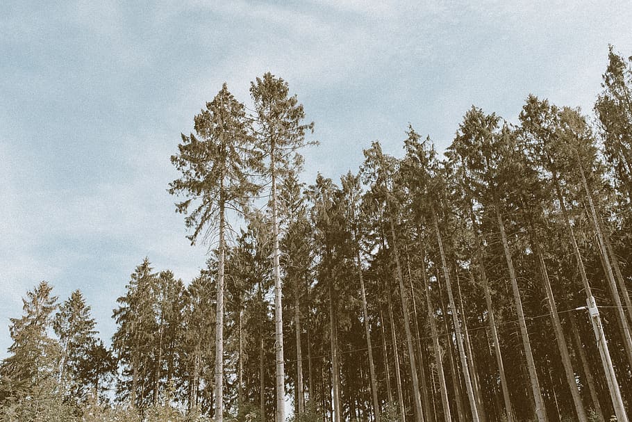palms, germany, sauerland, summer, warm, brothers, green, blue HD wallpaper