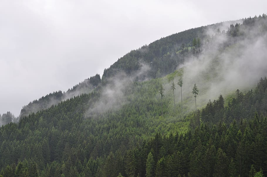 tree, plant, beauty in nature, scenics - nature, mountain, forest HD wallpaper