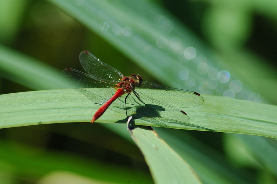 insect, nature, leaf, wildlife, animal, outdoors, dragonfly HD wallpaper