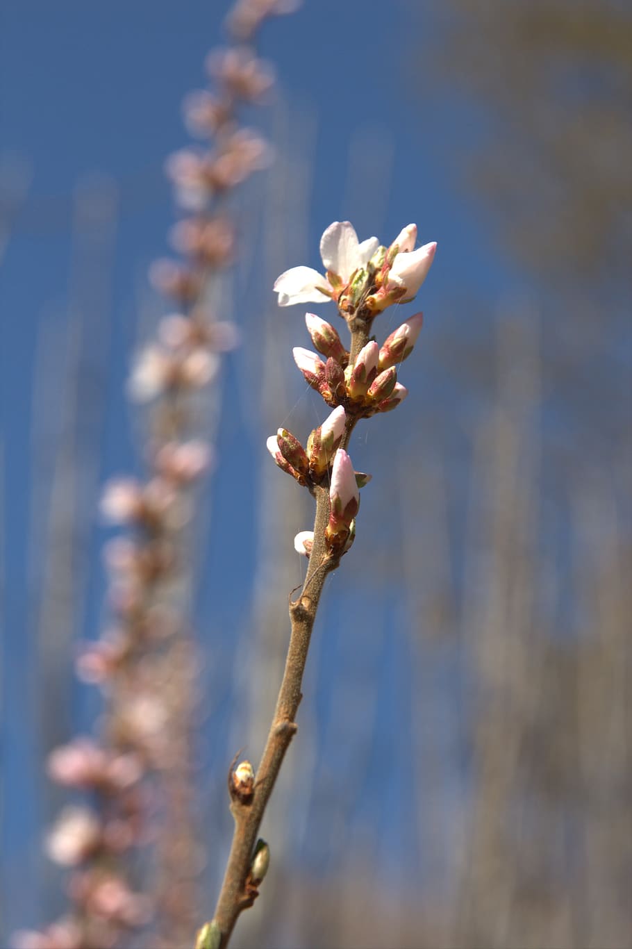 bloom, blossom, spring, flower, flowers, blossomes, blossomed HD wallpaper