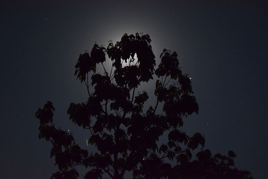 night sky, trees, moonlight, nature, silhouette, plant, growth HD wallpaper