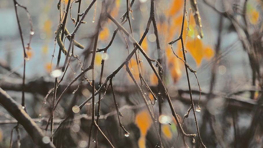 plant, growth, no people, nature, close-up, focus on foreground HD wallpaper
