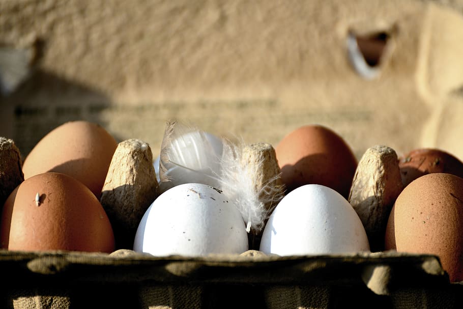 egg, hen's egg, bio, organic eggs, food, nutrition, eggshell, HD wallpaper