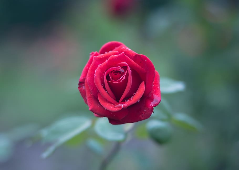 Red Rose, bloom, blossom, dew, flora, flower, macro, petals, flowering plant HD wallpaper