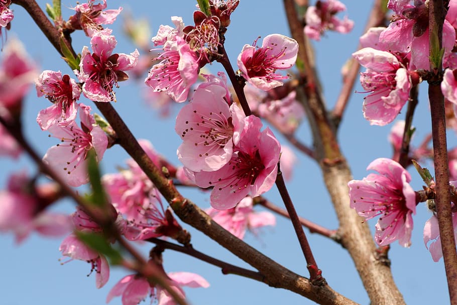 tree, flowers, pink fish, spring, colorful, branch, sky, pink color HD wallpaper