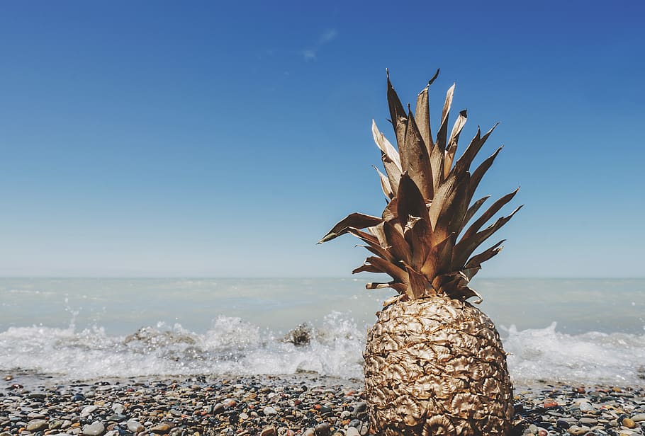 Brown Pineapple on Sand, beach, fruit, horizon, ocean, pebbles HD wallpaper