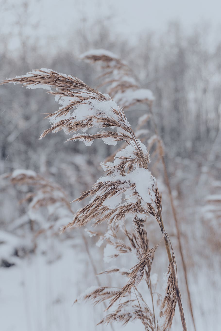 belarus, ushachy, plant, focus on foreground, nature, close-up HD wallpaper
