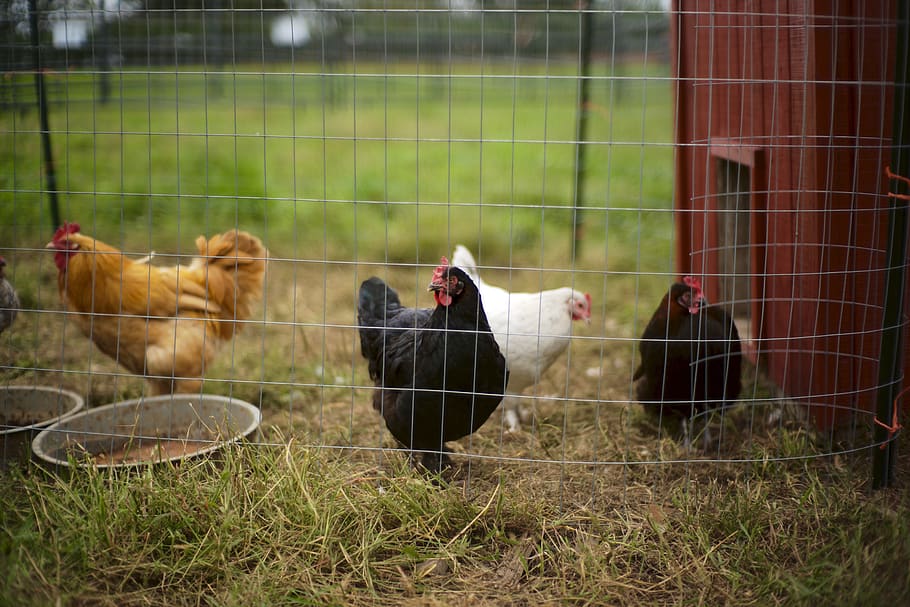 four hens, chicken, animal, fowl, bird, poultry, farm, grass HD wallpaper