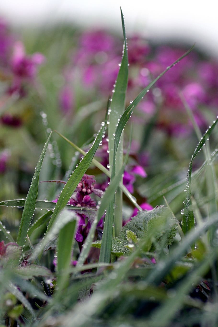 grass, flower, drops, nature, petals, flora, water, rain, spring HD wallpaper