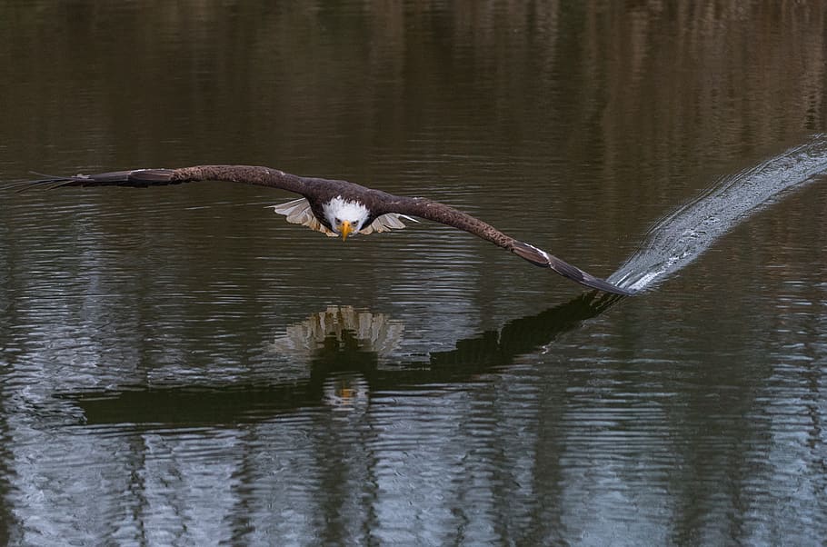 eagle touchinh water with its wings, bird, animal, flying, southern ontario