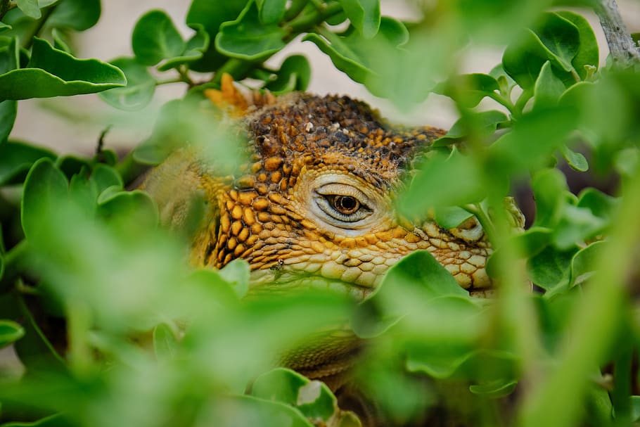 Brown Lizard Hiding on Plants, animal, animal photography, close-up HD wallpaper