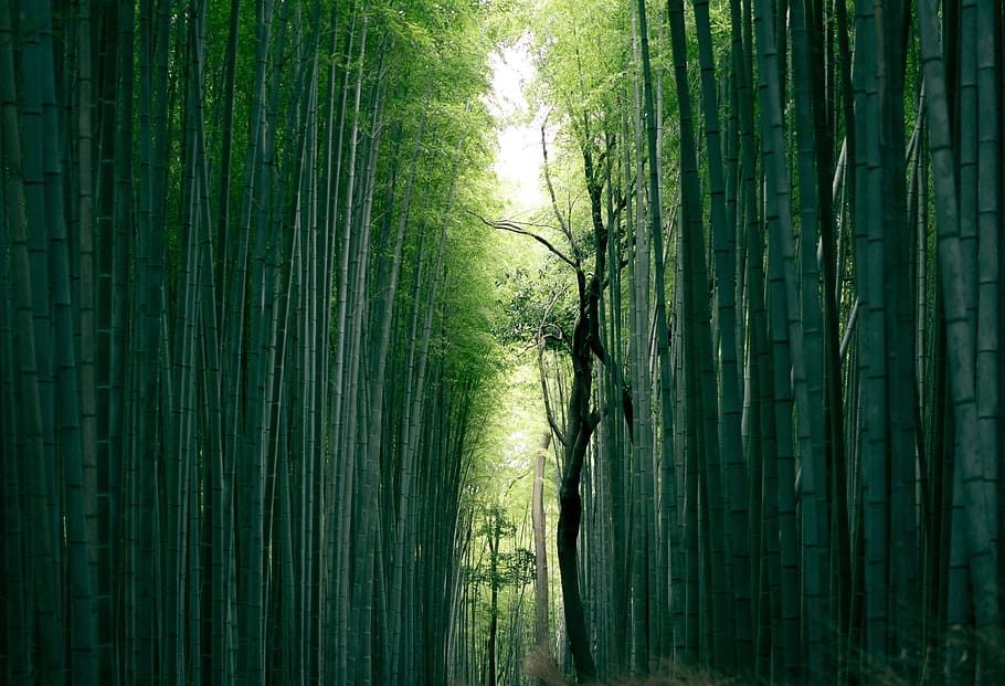 brown tree trunk between bamboo trees, green, forest, japan, wallpaper, HD wallpaper