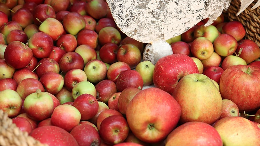 apple, asia fruits, korea apple, apple farm, korea farm, agricurture product, HD wallpaper