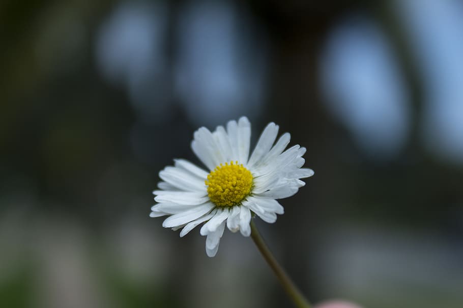 flower, daisy, green, spring, bloom, white, floral, deco, botanical HD wallpaper