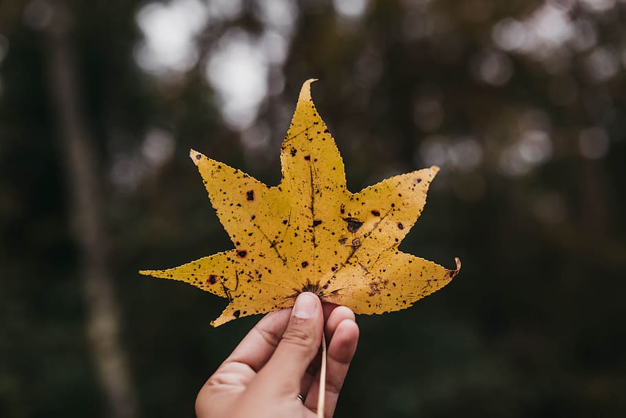 person holding dried maple leaf in shallow photo, yellow leaf HD wallpaper