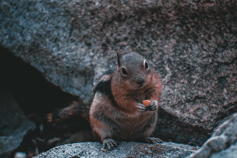 Photo of Brown Chipmunk Holding Food, animal, cute, furry, little HD wallpaper