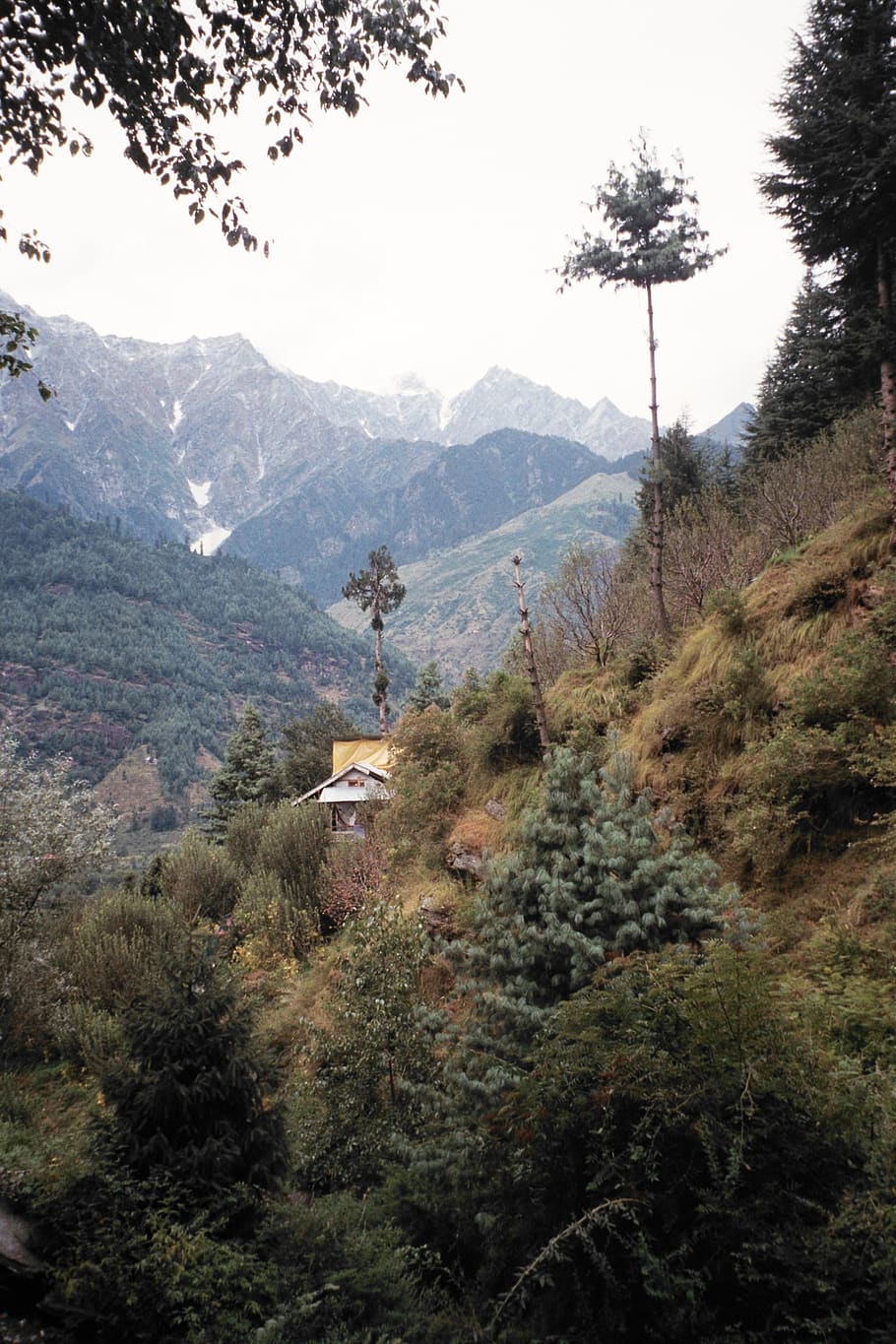 india, manali, mountain, house, tree, plant, beauty in nature