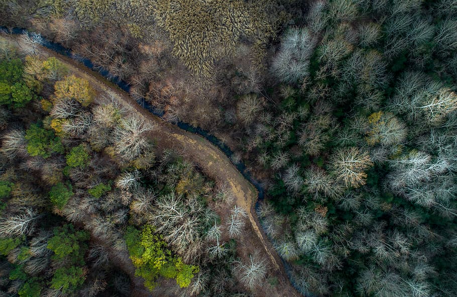 aerial photography of forest, tree, aerial view, drone view, wood