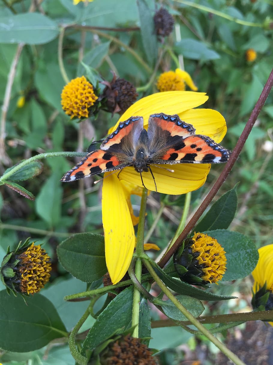 butterfly, flower, insect, plant, yellow, flowering plant, one animal HD wallpaper