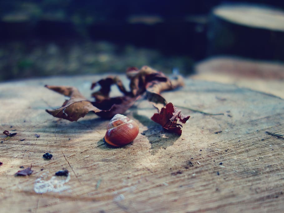 nature, snail, food, selective focus, wood - material, close-up HD wallpaper
